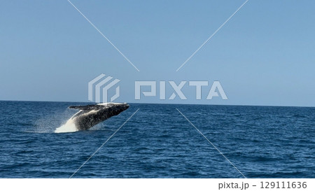 An orca gracefully swimming in the ocean, its black and white body cutting through the deep blue water, surrounded by gentle waves and a serene marine backdrop. An orca gracefully swimming in the ocean, its black and white body cutting through the deep blue water, surrounded by gentle waves and a serene marine backdrop. 129111636