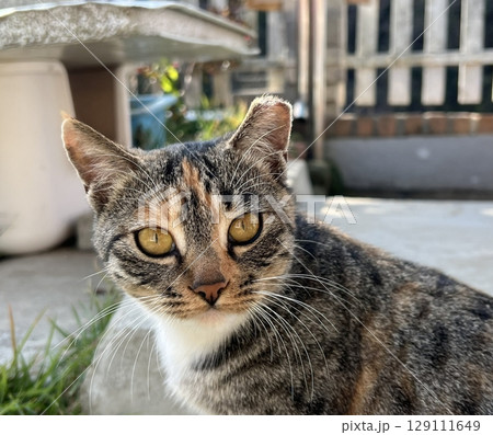 Charming and chubby cat playfully exploring the outdoors, with fluffy fur and a curious expression. Full of energy and joy, perfect for cat lovers who enjoy watching playful, happy moments! Charming and chubby cat playfully exploring the outdoors, with fluffy fur and a curious expression. Full of energy and joy, perfect for cat lovers who enjoy watching playful, happy moments! 129111649