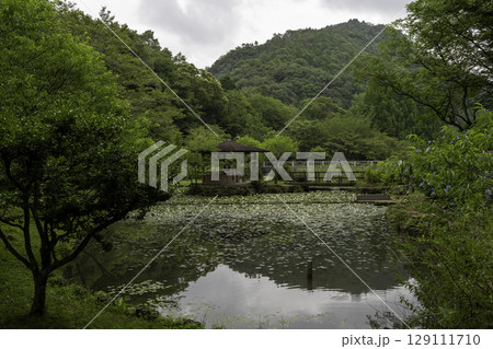静寂に包まれた初夏のあじさいの池と東屋（岐阜県美濃加茂市・みのかも健康の森） 129111710