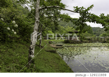岐阜県みのかも健康の森あじさいの池と東屋のある初夏の風景 岐阜県みのかも健康の森あじさいの池と東屋のある初夏の風景 129111939