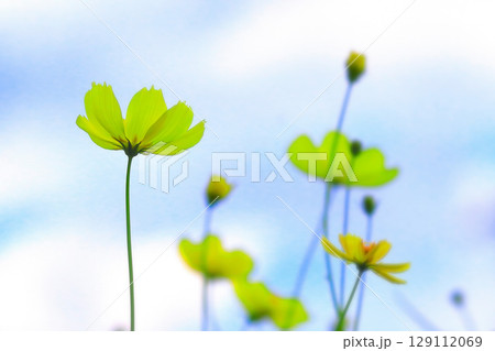 爽やかな青空とレモンイエローの黄花コスモス 129112069