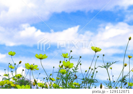 爽やかな青空と群生する黄花コスモス 129112071