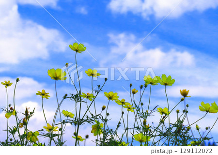 爽やかな青空と群生する黄花コスモス 爽やかな青空と群生する黄花コスモス 129112072