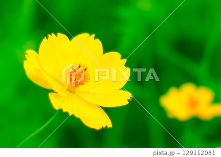秋を告げるレモンイエローの黄花コスモス 129112081