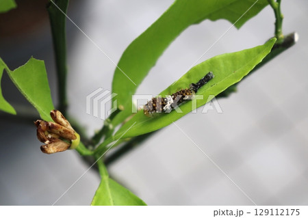 アゲハの幼虫の脱皮 アゲハの幼虫の脱皮 129112175