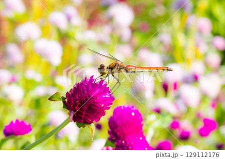 千日紅の花に止まる赤とんぼ 千日紅の花に止まる赤とんぼ 129112176