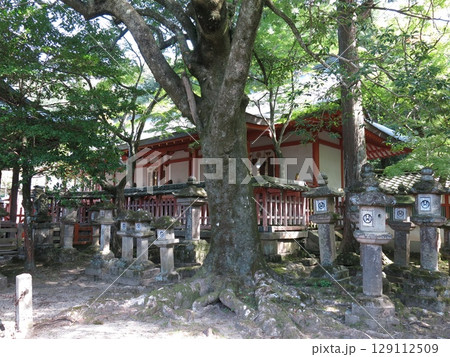 奈良市の手向山八幡宮 129112509