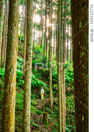 神秘的な森林で出会う光と影 129112753