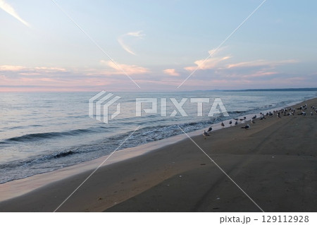 夕暮れの海辺に集まるカモメ_05 夕暮れの海辺に集まるカモメ_05 129112928