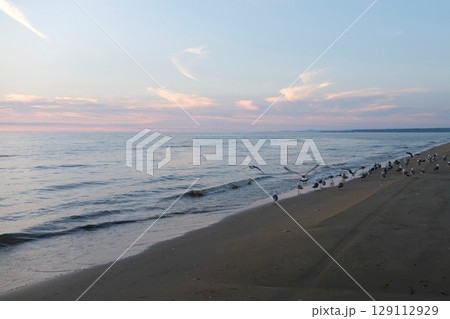 夕暮れの海辺に集まるカモメ_06 129112929