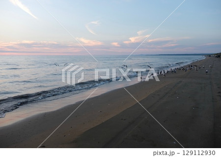 夕暮れの海辺に集まるカモメ_07 夕暮れの海辺に集まるカモメ_07 129112930