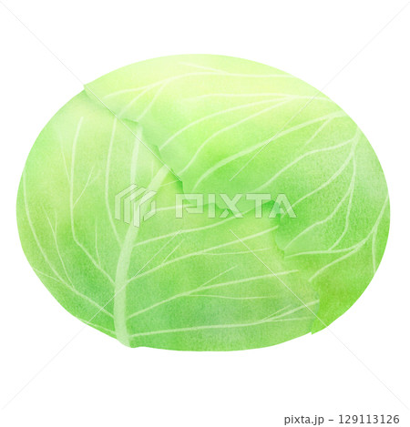 一玉のキャベツのイラスト 129113126