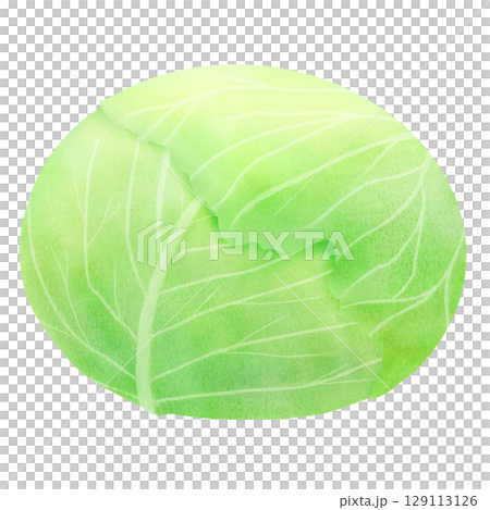 一玉のキャベツのイラスト 129113126