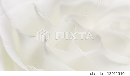 Abstract floral background, white rose flower petals, soft focus. Macro flowers backdrop for holiday brand design Abstract floral background, white rose flower petals, soft focus. Macro flowers backdrop for holiday brand design 129113164