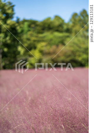 青空と緑の木々と赤紫色のミューレンベルギア・カピラリス 129113181