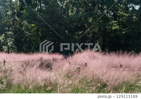 赤紫色のミューレンベルギア・カピラリス 129113189