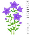 水彩風の桔梗の花 129113205