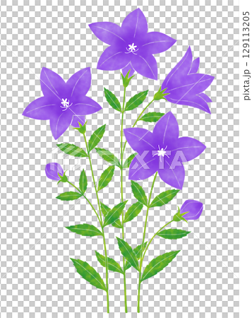 水彩風格風鈴草花 水彩風格風鈴草花 129113205