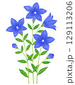水彩風の桔梗の花 129113206