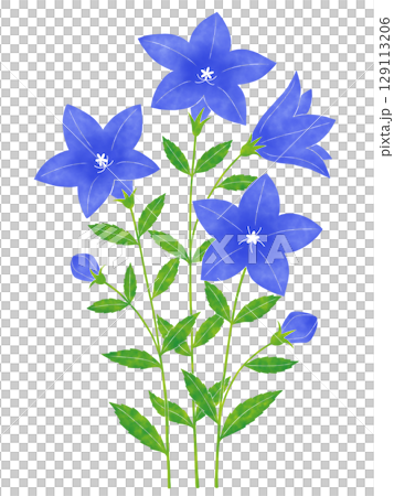 Watercolor style bellflower flower Watercolor style bellflower flower 129113206