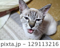 見つめる猫 129113216