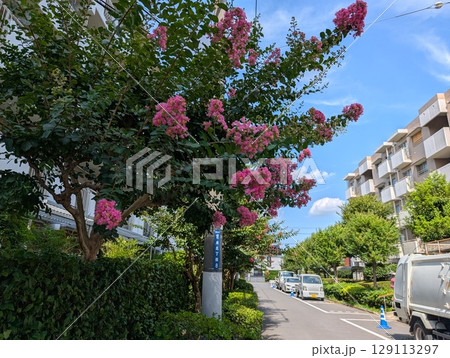 初夏の公園に咲くサルスベリのピンク色の花 129113297
