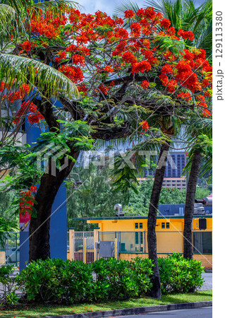 ホウオウボク ホウオウボク 129113380