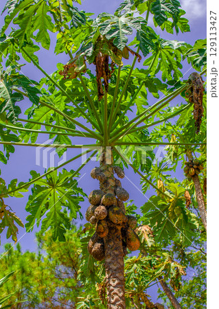 パパイヤ 129113427