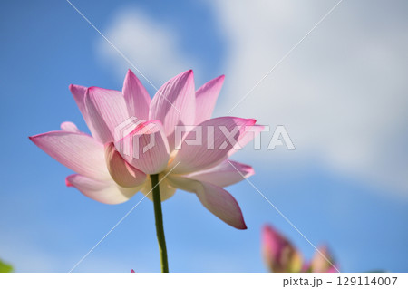 青空に向かって大きな花を広げる古代蓮の花 青空に向かって大きな花を広げる古代蓮の花 129114007