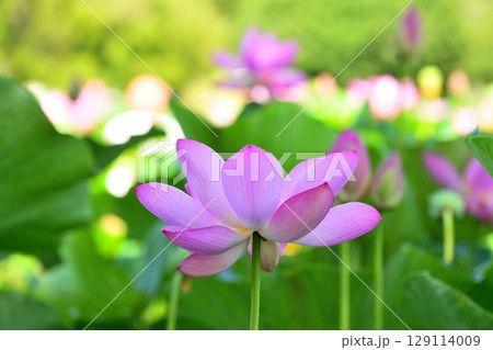 緑色に染まる蓮池でピンクに咲く淡いピンクの蓮の花 緑色に染まる蓮池でピンクに咲く淡いピンクの蓮の花 129114009