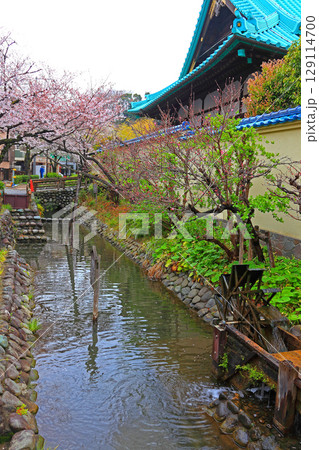 春には桜が満開になる六郷用水跡 129114700
