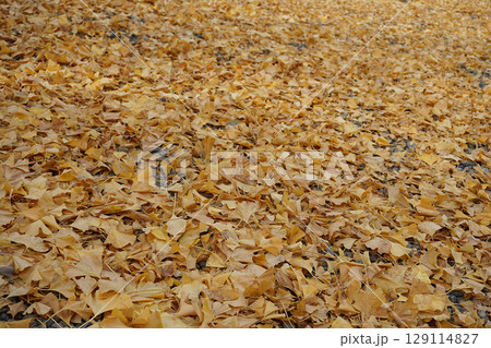 Fallen ginkgo leaves / 晩秋に落葉したイチョウ並木の銀杏の黄葉(紅葉) 129114827