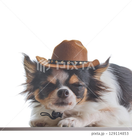 A little Chihuahua dog wearing a hat with white background 129114853