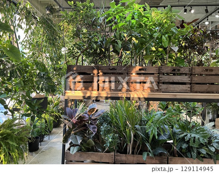 観葉植物がたくさんある室内 129114945