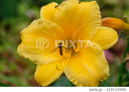 Yellow flower blooms with a hovering insect in a vibrant garden during springtime Yellow flower blooms with a hovering insect in a vibrant garden during springtime 129115000