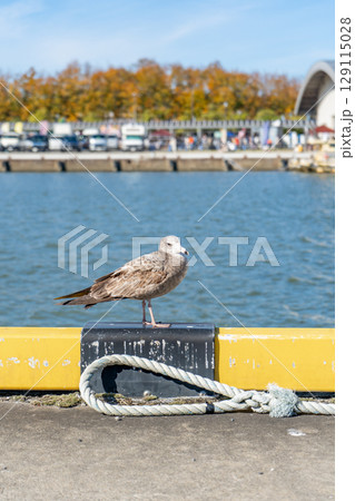 ウミネコの若鳥 ウミネコの若鳥 129115028