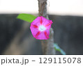 一輪のアサガオ 129115078