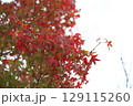 染まりかけの紅葉 129115260