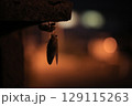 夜に脱皮したセミとセミの抜け殻 129115263