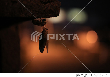 夜に脱皮したセミとセミの抜け殻 129115263