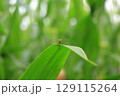 秋の訪れを告げる初秋のトンボ 129115264