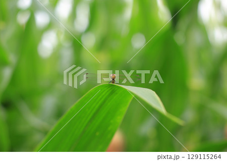 秋の訪れを告げる初秋のトンボ 129115264