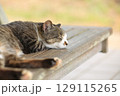 公園のベンチでうたた寝をするネコ 129115265