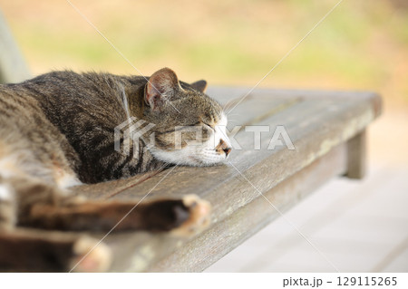 公園のベンチでうたた寝をするネコ 129115265