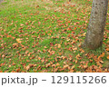 公園の落ち葉 129115266