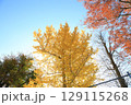 秋晴れに映える紅葉したイチョウの木 129115268