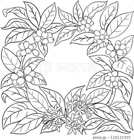 Coffee Branch with Seeds Outline Frame. 129115307