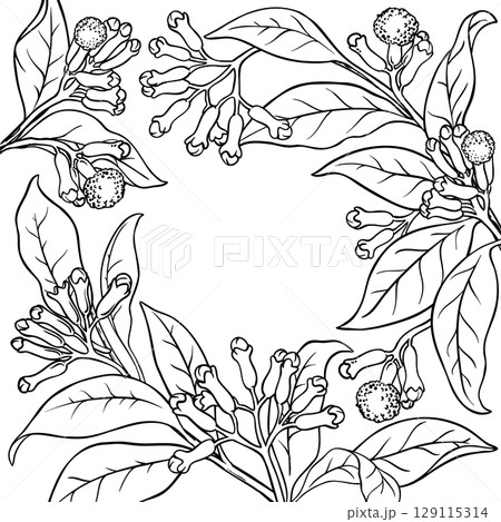 Clove Branch with Flowers Outline Frame. Clove Branch with Flowers Outline Frame. 129115314