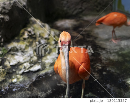 ショウジョウトキ 129115327