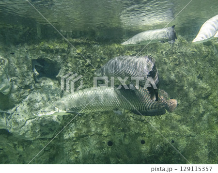 ピラルク ピラルク 129115357